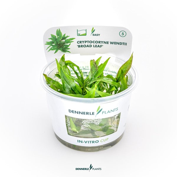 Cryptocoryne wendtii ‘Broad Leaf’ | Breitblättrige Rosettenpflanze InVitro