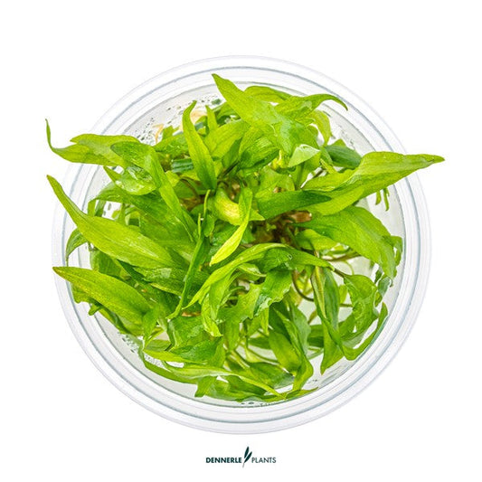 Cryptocoryne wendtii ‘Broad Leaf’ | Breitblättrige Rosettenpflanze InVitro