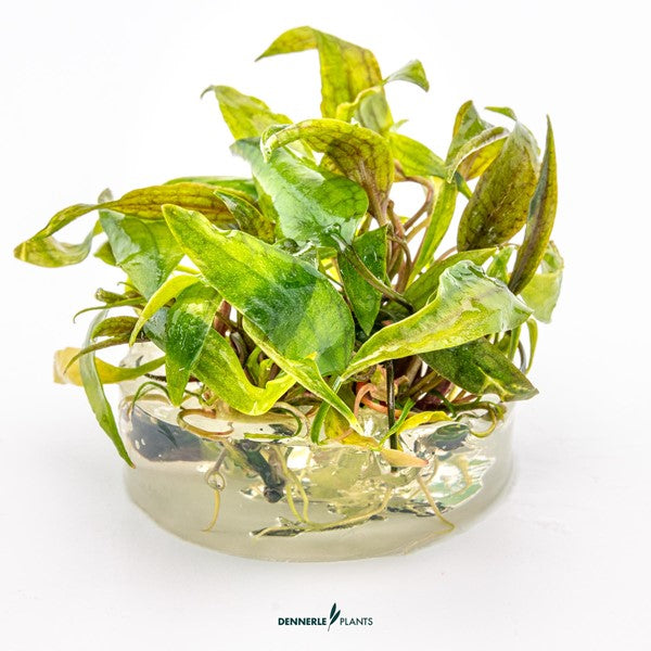 Cryptocoryne × purpurea | Dunkel gefärbte Rosettenpflanze InVitro