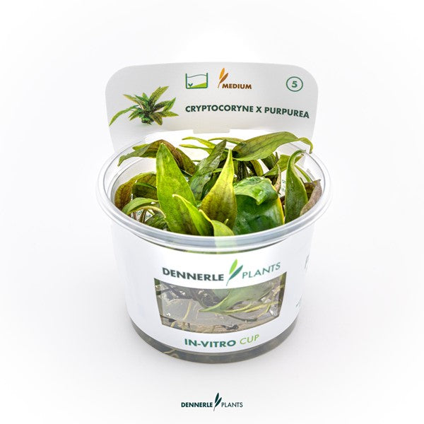 Cryptocoryne × purpurea | Dunkel gefärbte Rosettenpflanze InVitro