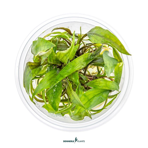 Cryptocoryne × purpurea | Dunkel gefärbte Rosettenpflanze InVitro