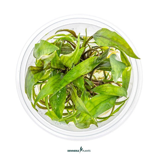 Cryptocoryne × purpurea | Dunkel gefärbte Rosettenpflanze InVitro