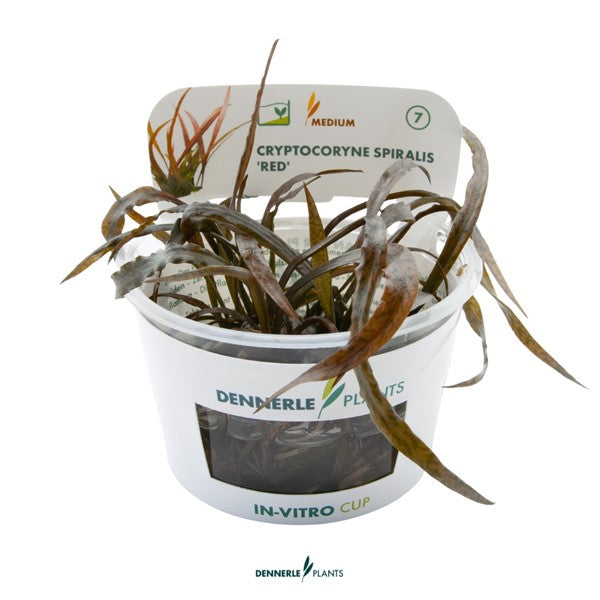 Cryptocoryne spiralis ‘Red’ | Rötliche Hintergrundpflanze InVitro