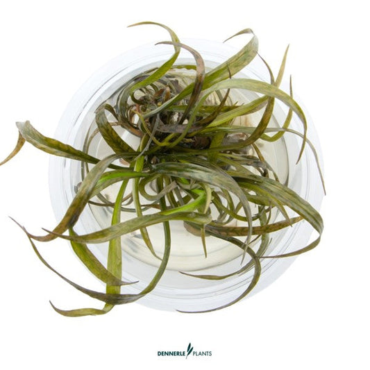 Cryptocoryne spiralis ‘Red’ | Rötliche Hintergrundpflanze InVitro
