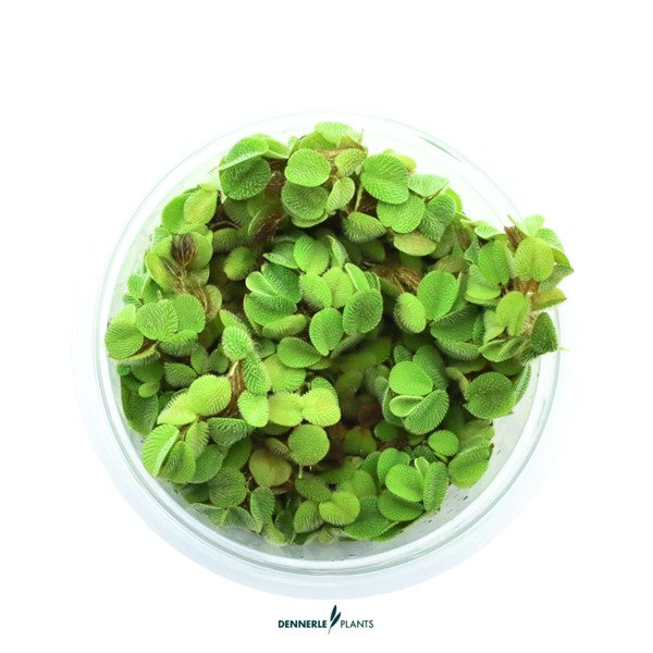 Salvinia minima | Feinblättrige Schwimmpflanze InVitro
