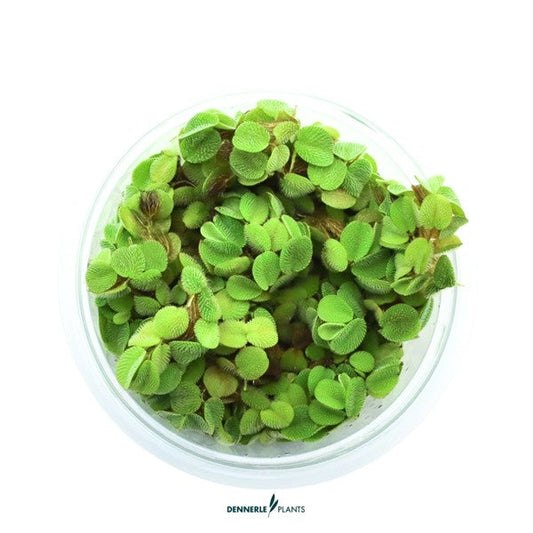 Salvinia minima | Feinblättrige Schwimmpflanze InVitro