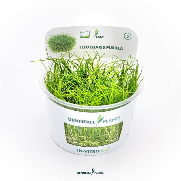 Eleocharis pusilla | Feiner Bodendecker InVitro