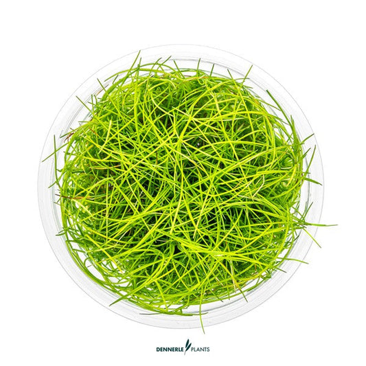Eleocharis pusilla | Feiner Bodendecker InVitro