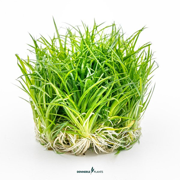Eriocaulon cinereum | Exotische Rosettenpflanze InVitro