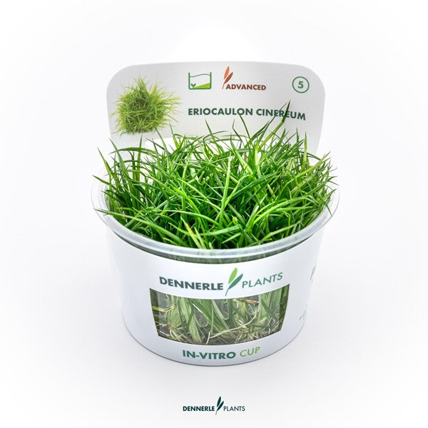 Eriocaulon cinereum | Exotische Rosettenpflanze InVitro