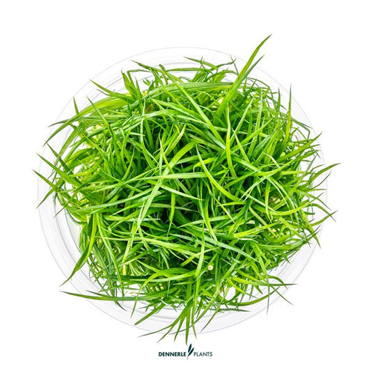 Eriocaulon cinereum | Exotische Rosettenpflanze InVitro