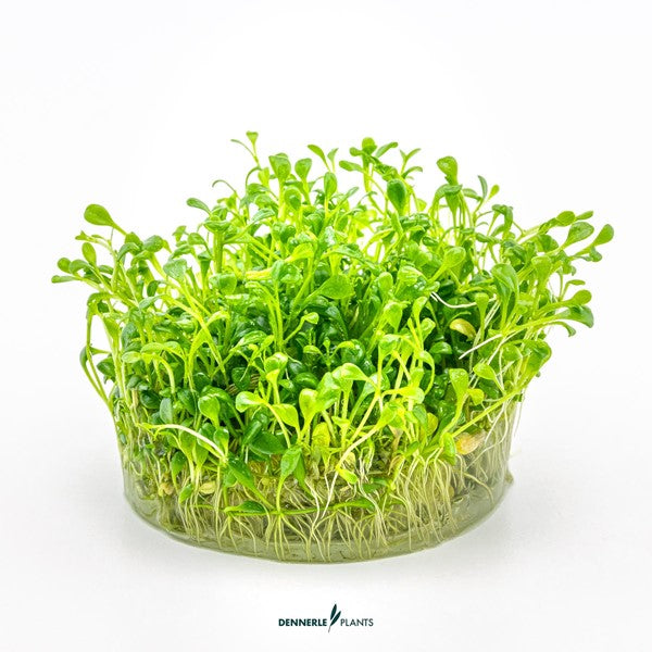 Glossostigma elatinoides | Klassischer Bodendecker InVitro
