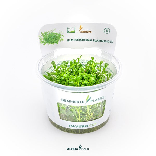 Glossostigma elatinoides | Klassischer Bodendecker InVitro