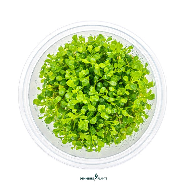 Glossostigma elatinoides | Klassischer Bodendecker InVitro