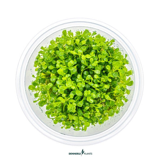 Glossostigma elatinoides | Klassischer Bodendecker InVitro