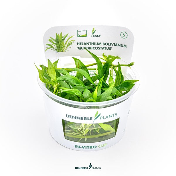 Helanthium bolivianum ‘Quadricostatus’ | Robuste Vordergrundpflanze InVitro