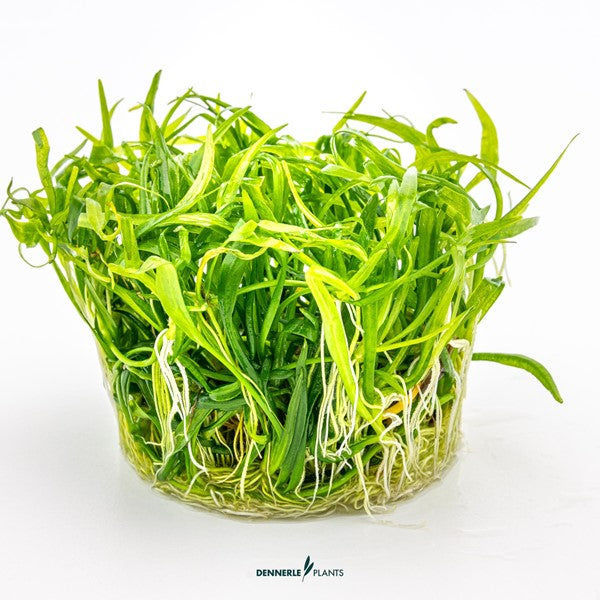Helanthium tenellum ‘Broad Leaf’ | Breiblättriger Bodendecker InVitro