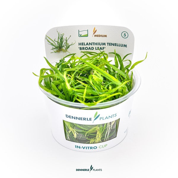 Helanthium tenellum ‘Broad Leaf’ | Breiblättriger Bodendecker InVitro