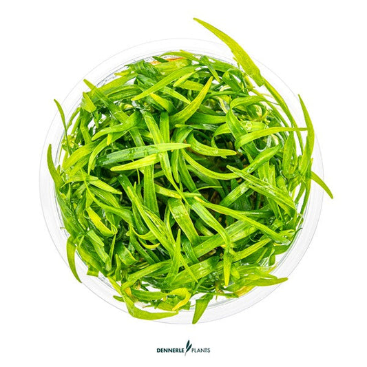 Helanthium tenellum ‘Broad Leaf’ | Breiblättriger Bodendecker InVitro