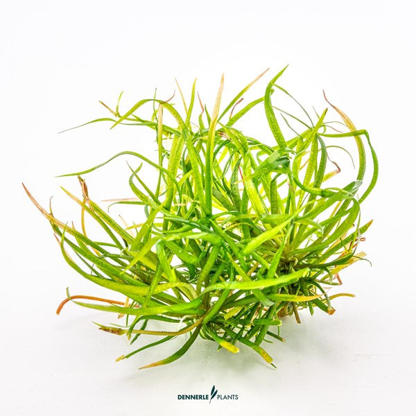 Helanthium tenellum ‘Red’ | Rötlicher Bodendecker InVitro
