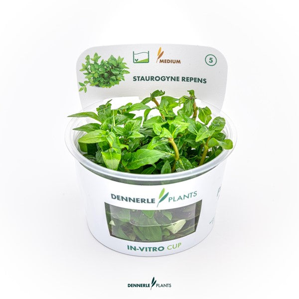 Staurogyne repens | Kompakte Vordergrundpflanze InVitro