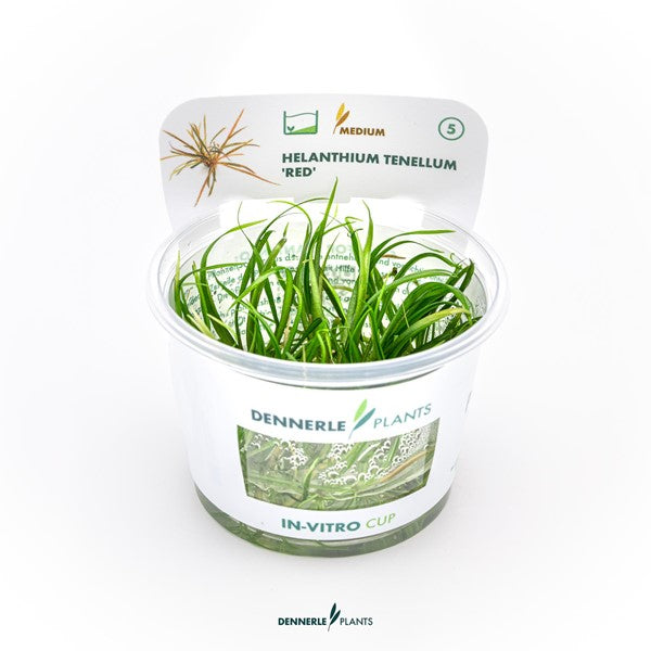 Helanthium tenellum ‘Red’ | Rötlicher Bodendecker InVitro