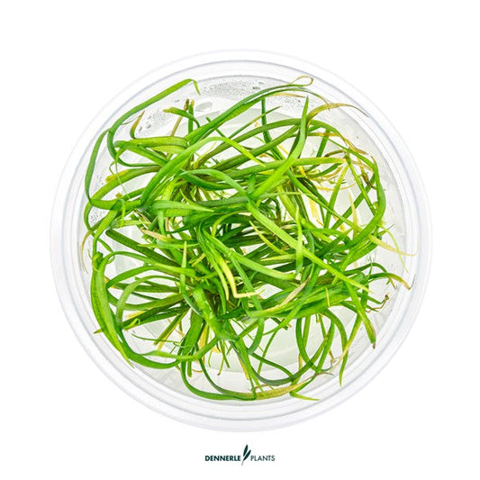 Helanthium tenellum ‘Red’ | Rötlicher Bodendecker InVitro