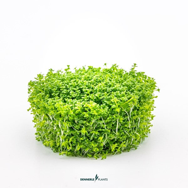 Hemianthus callitrichoides ‘Cuba’ | Feiner Bodendecker InVitro