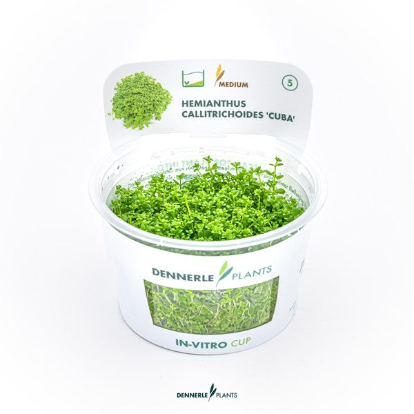 Hemianthus callitrichoides ‘Cuba’ | Feiner Bodendecker InVitro
