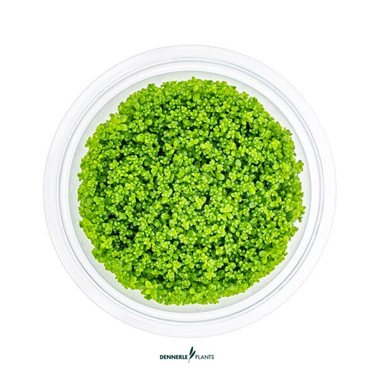 Hemianthus callitrichoides ‘Cuba’ | Feiner Bodendecker InVitro