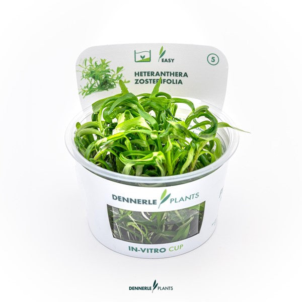 Heteranthera zosterifolia | Schnellwachsende Stängelpflanze InVitro