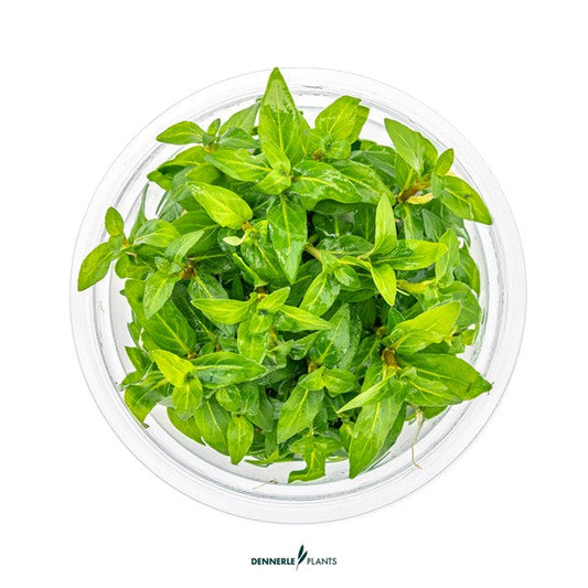 Staurogyne repens | Kompakte Vordergrundpflanze InVitro