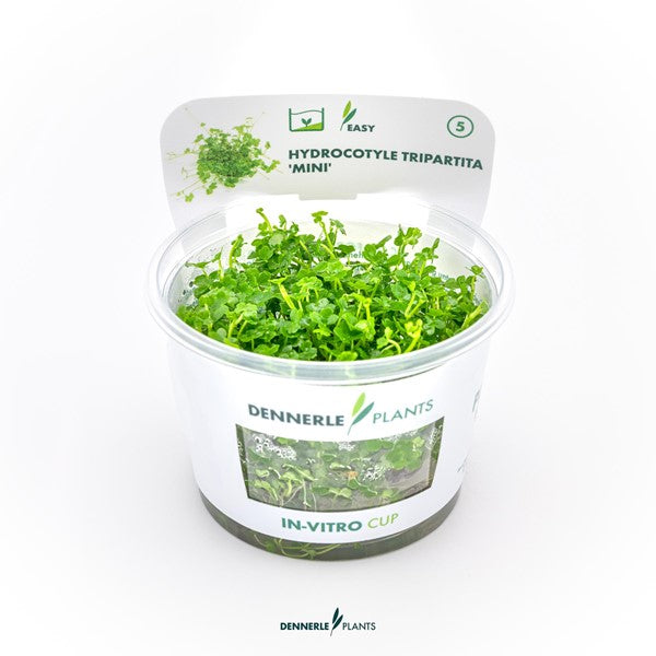 Hydrocotyle tripartita ‘Mini’ | Kriechende Akzentpflanze InVitro