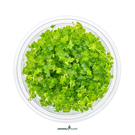 Hydrocotyle tripartita ‘Mini’ | Kriechende Akzentpflanze InVitro
