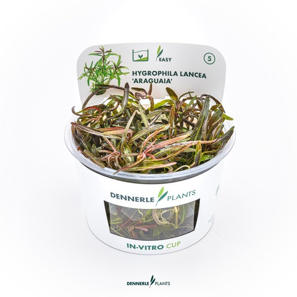 Hygrophila lancea ‘Araguaia’ | Rötlich-bronzene Stängelpflanze InVitro