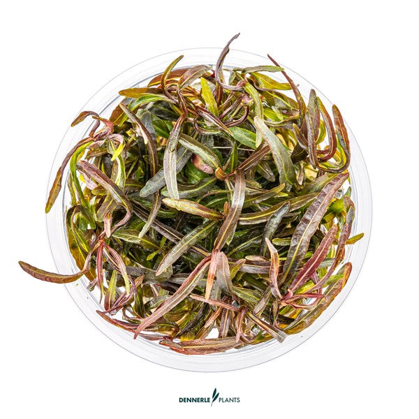Hygrophila lancea ‘Araguaia’ | Rötlich-bronzene Stängelpflanze InVitro
