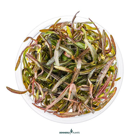 Hygrophila lancea ‘Araguaia’ | Rötlich-bronzene Stängelpflanze InVitro