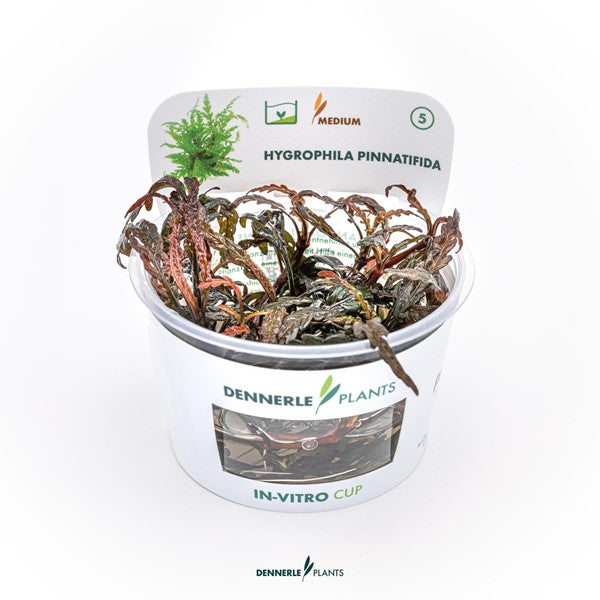 Hygrophila pinnatifida | Strukturpflanze für Hardscape InVitro