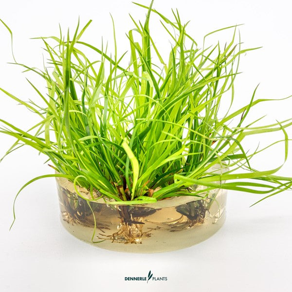 Juncus repens | Variabel wachsende Akzentpflanze InVitro