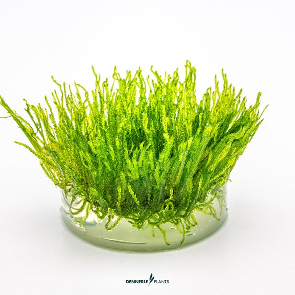 Taxiphyllum alternans ‘Taiwan’ | Feines Aufsitzmoos InVitro