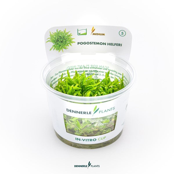 Pogostemon helferi | Strukturpflanze mit gewellten Blättern InVitro