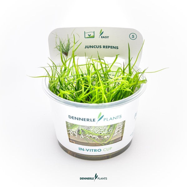 Juncus repens | Variabel wachsende Akzentpflanze InVitro