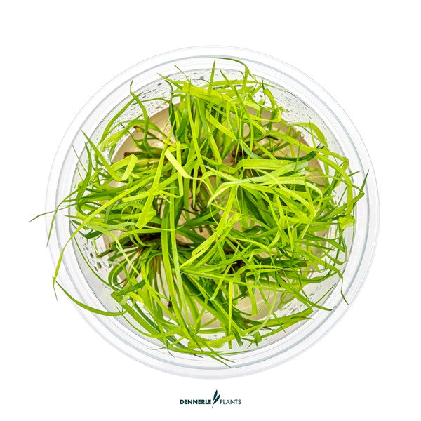 Juncus repens | Variabel wachsende Akzentpflanze InVitro