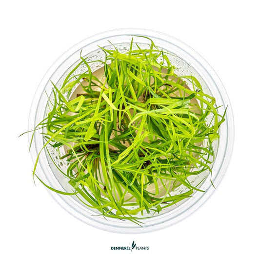 Juncus repens | Variabel wachsende Akzentpflanze InVitro