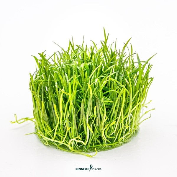 Lilaeopsis brasiliensis | Grasartiger Bodendecker InVitro