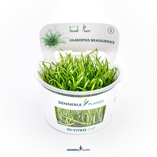 Lilaeopsis brasiliensis | Grasartiger Bodendecker InVitro