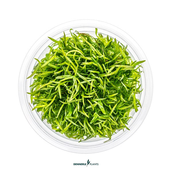 Lilaeopsis brasiliensis | Grasartiger Bodendecker InVitro