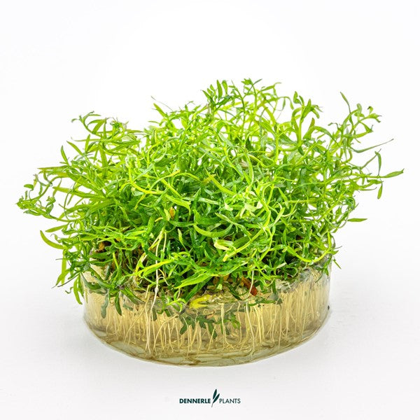 Ludwigia arcuata | Feinblättrige rote Stängelpflanze InVitro