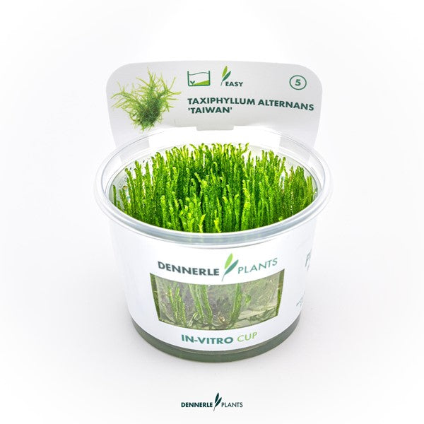 Taxiphyllum alternans ‘Taiwan’ | Feines Aufsitzmoos InVitro