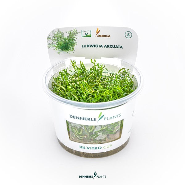 Ludwigia arcuata | Feinblättrige rote Stängelpflanze InVitro